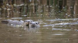 Otters in De Wieden