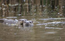 Otters in De Wieden