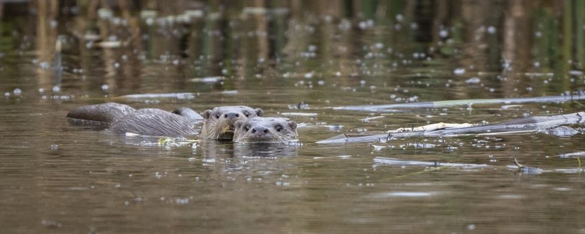 Otters in De Wieden