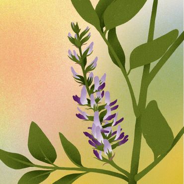 Zoethout (Glycyrrhiza glabra)
