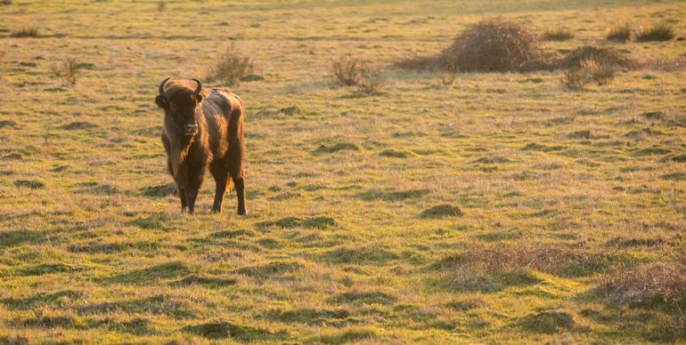 European bison in the Maashorst nature reserve