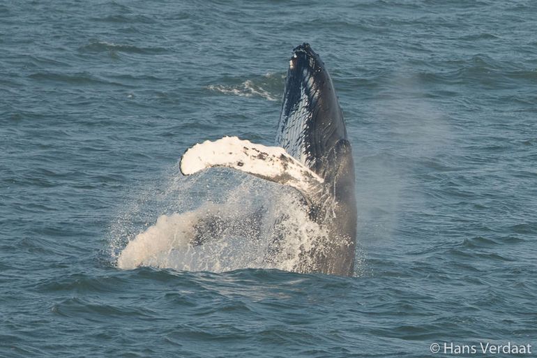 Bultrug, gesignaleerd op 26 januari 2017, enkele kilometers uit de kust bij Castricum. Klik op de foto voor meer afbeeldingen