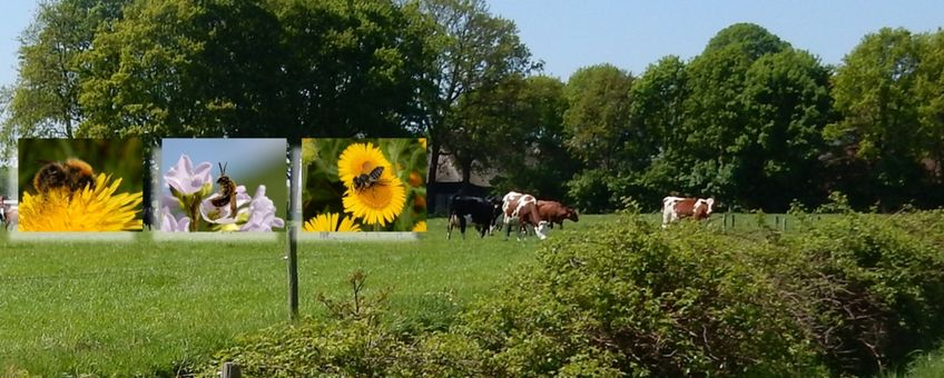 bijen en boeren - primair