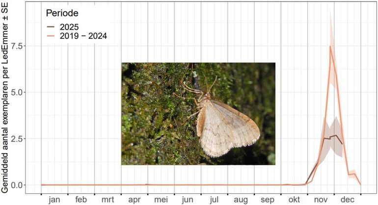Vliegtijdgrafiek van de kleine wintervlinder in 2025 (donkere lijn) in vergelijking met het gemiddelde over de periode 2019-2024 (lichte lijn)