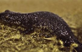 Christian Fischer Kamsalamander, wikipedia, Creative Commons Attribution ShareAlike 3.0 Unported License.