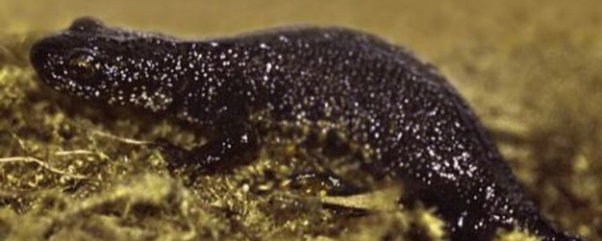 Kamsalamander, wikipedia, Creative Commons Attribution ShareAlike 3.0 Unported License.