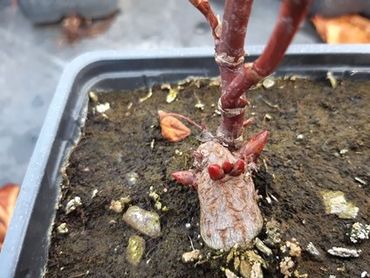 Fallopia × conollyana in winterrust, acht maanden na zaaien