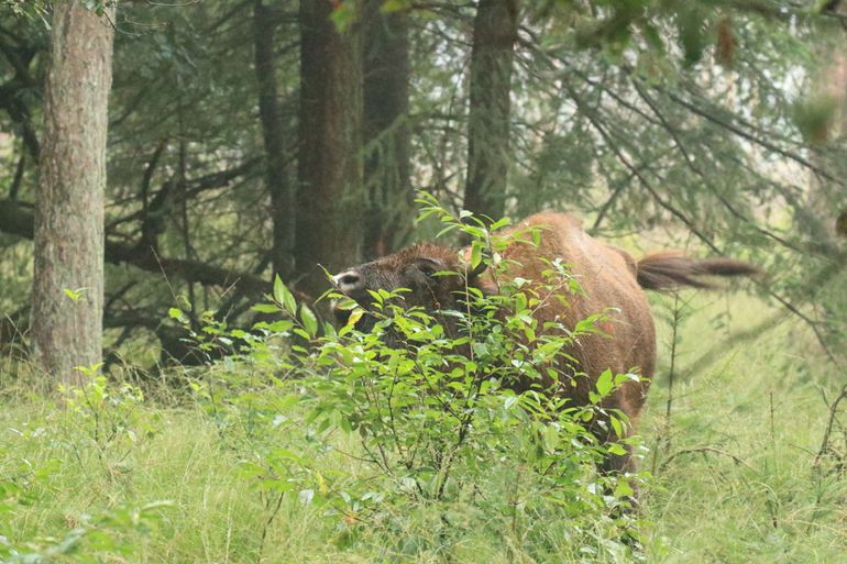 Wisent op de Veluwe snoeit Amerikaanse vogelkers