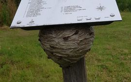 HOB Gieten Wespennest onder informatiebord
