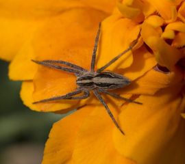 Pisaura mirabilis, Kraamwebspin,