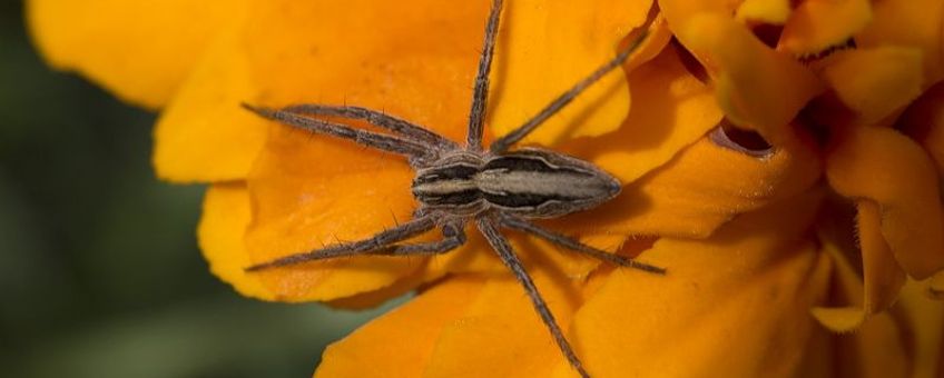 Pisaura mirabilis, Kraamwebspin,