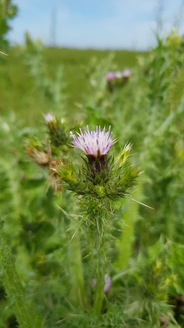 Tengere distel in bloei