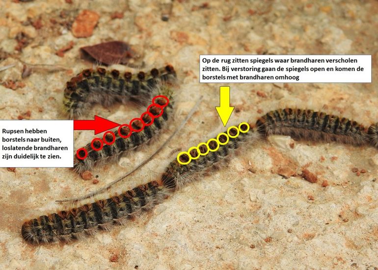 Bij de dennenprocessierupsen zijn de brandharen makkelijker waar te nemen omdat ze minder lange witte haren hebben dan de eikenprocessierupsen. De rups met gele cirkels heeft de borstels met brandharen nog grotendeels in de spiegel. De rups met rode cirkels heeft de borstels naar buiten staan waardoor de brandharen duidelijk te zien zijn