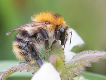 Akkerhommel op witte dovenetel