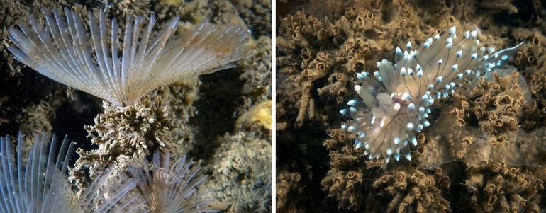 Links: Deze Pauwkokerworm kan nu nog naar buiten komen. Maar de koker is al geheel begroeid met kokertjes van de Pacifische klauwvlokreeft. Rechts: of zeenaaktslakken als dit Blauwtipje hun eigen voedsel nog kunnen vinden, is de vraag