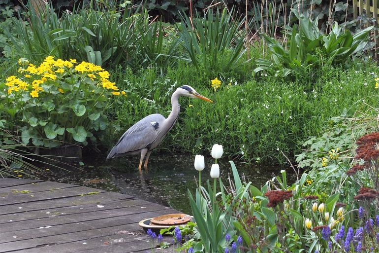 Blauwe reiger bij vijver