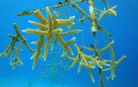 Nursery tree
Photo by Buddy Dive – Coral Restoration Bonaire,