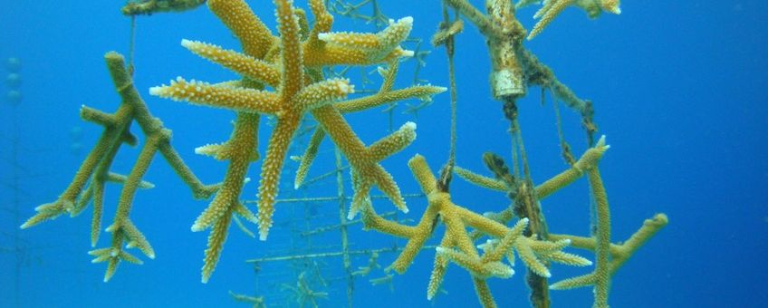 Nursery tree
Photo by Buddy Dive – Coral Restoration Bonaire,