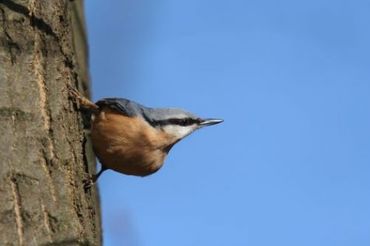 Zie je de boomklever in je tuin?