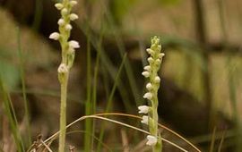 Mark Meijrink Dennenorchis