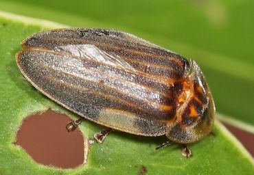 The firefly Aspisoma ignitum, although a fairly large beetle, was only first collected on St. Eustatius during the 2015 Naturalis expedition
