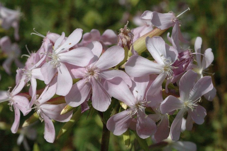 De bloemen van zeepkruid hebben een heerlijke geur