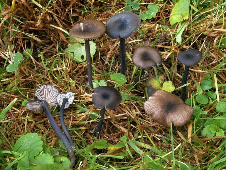 Verkleurend staalsteeltje