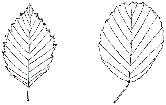 Elzenbladeren, links: witte els, rechts zwarte els