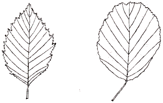 Onbekend Elzenbladeren, links: witte els, rechts zwarte els