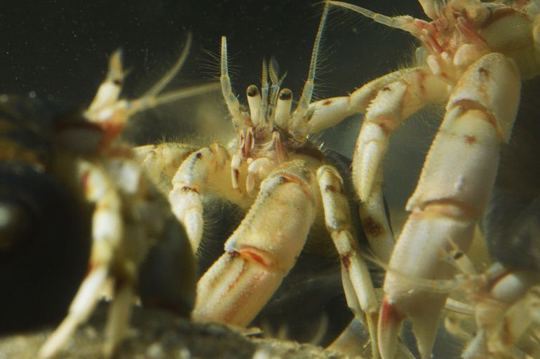 Afgelopen week kwam de Kleine heremietkreeft weer massaal richting het strand. Het was een wirwar aan scharen, pootjes, voelsprieten en ogen op steeltjes