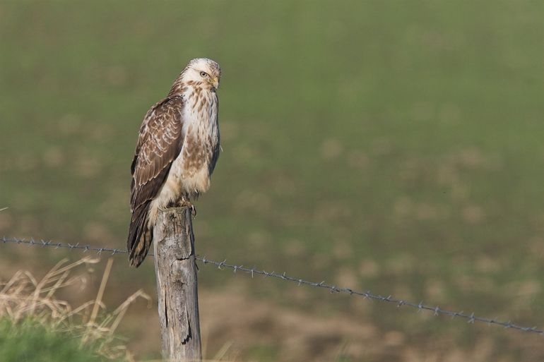 Buizerd