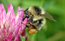 Werkster zandhommel Bombus veteranus