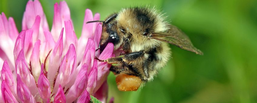 Werkster zandhommel Bombus veteranus