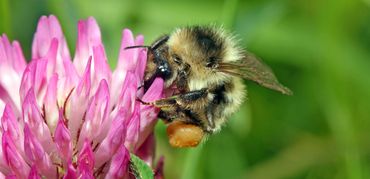 Werkster zandhommel