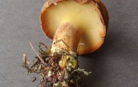 Y.Dijkman Pulvurulentus lignicola
Houtboleet
Y.Dijkman