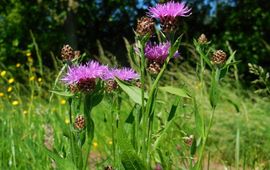 Knoopkruid. Centaurea jacea