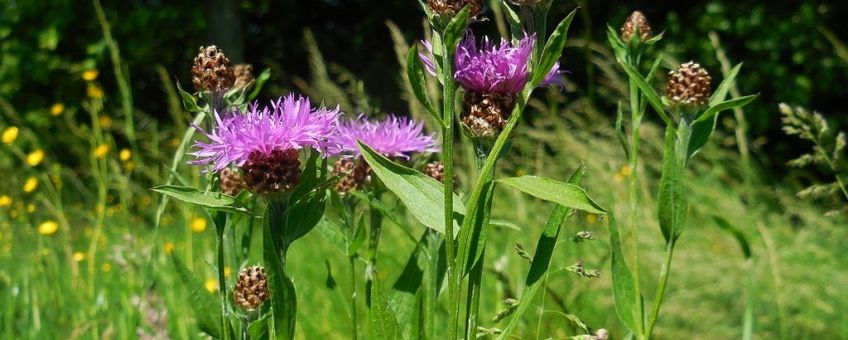 Knoopkruid. Centaurea jacea