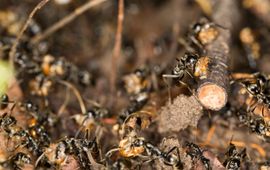 A Megaponera analis raid collecting termites after a successful raid.
