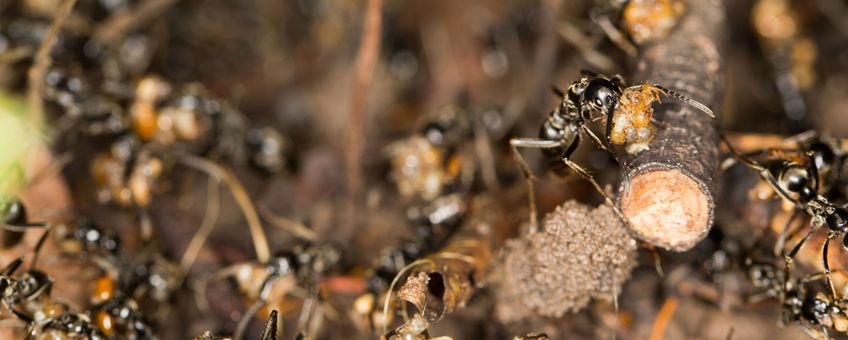 A Megaponera analis raid collecting termites after a successful raid.