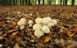 Lycoperdon perlatum, Parelstuifzwam