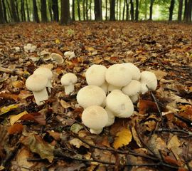 Lycoperdon perlatum, Parelstuifzwam