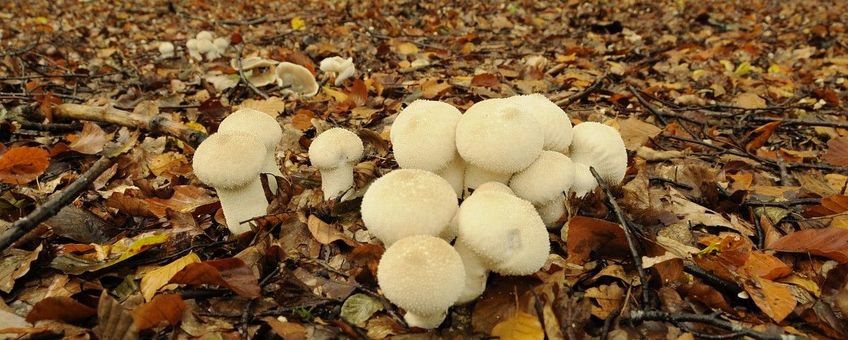 Lycoperdon perlatum, Parelstuifzwam