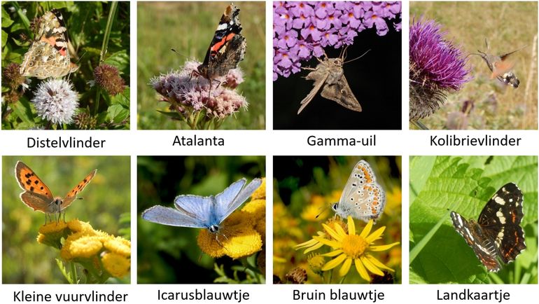 Enkele vlinders die je in september nog (veel) te zien kunt krijgen