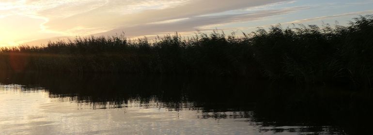 Rietkraag in het Guisveld