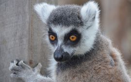 Pixabay ring-tailed lemur