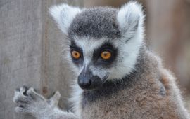 ring-tailed lemur