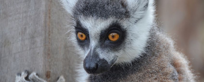 ring-tailed lemur