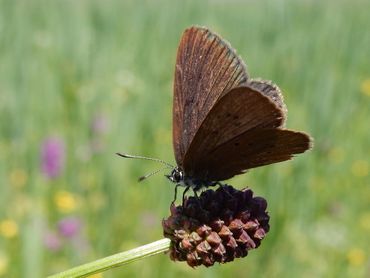 Donker pimpernelblauwtje zit bijna altijd met gesloten vleugels. Vrouwtjes zijn van boven bruin, mannetjes vrij donkerblauw met zwart