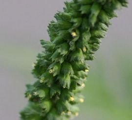 Ambrosia Bloei