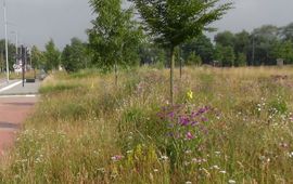 Gerdien Bos berm Uden